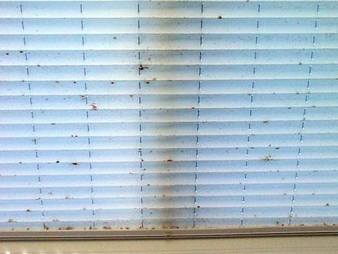 Grimy horizontal window blinds before cleaning