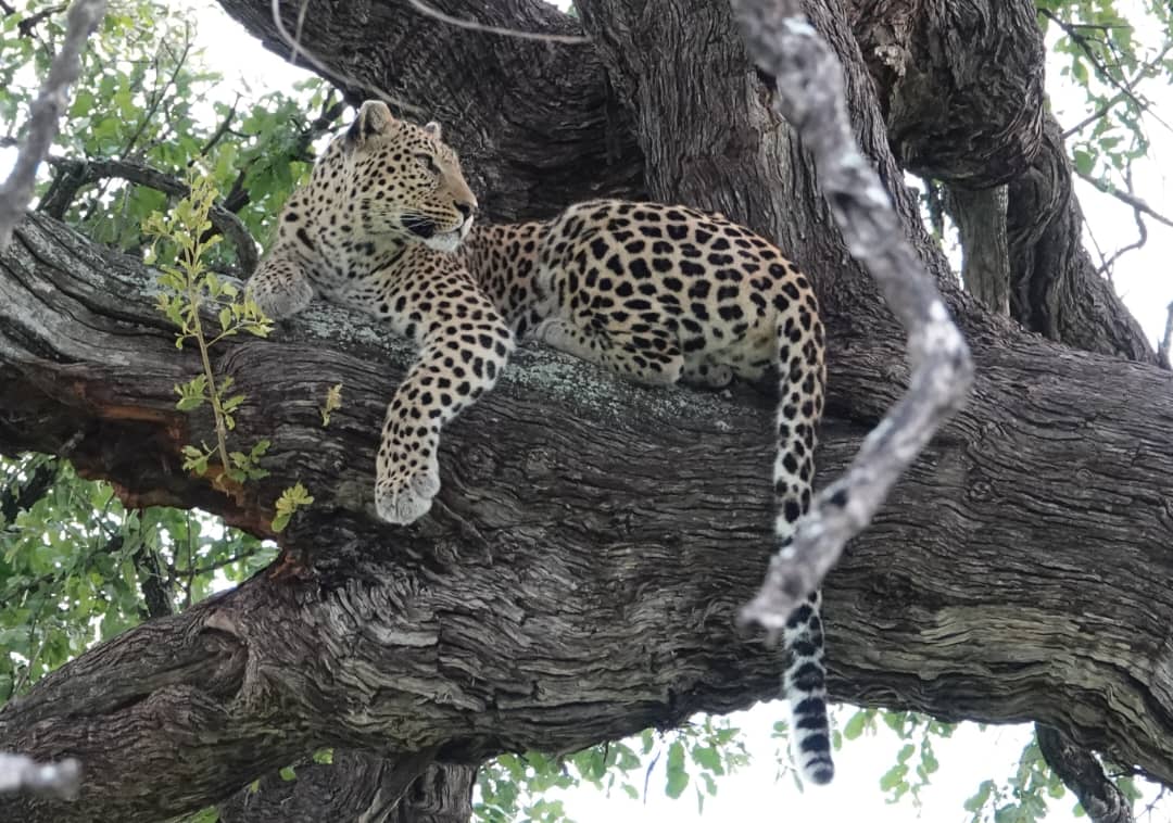 Wildlife in the Khwai Concession