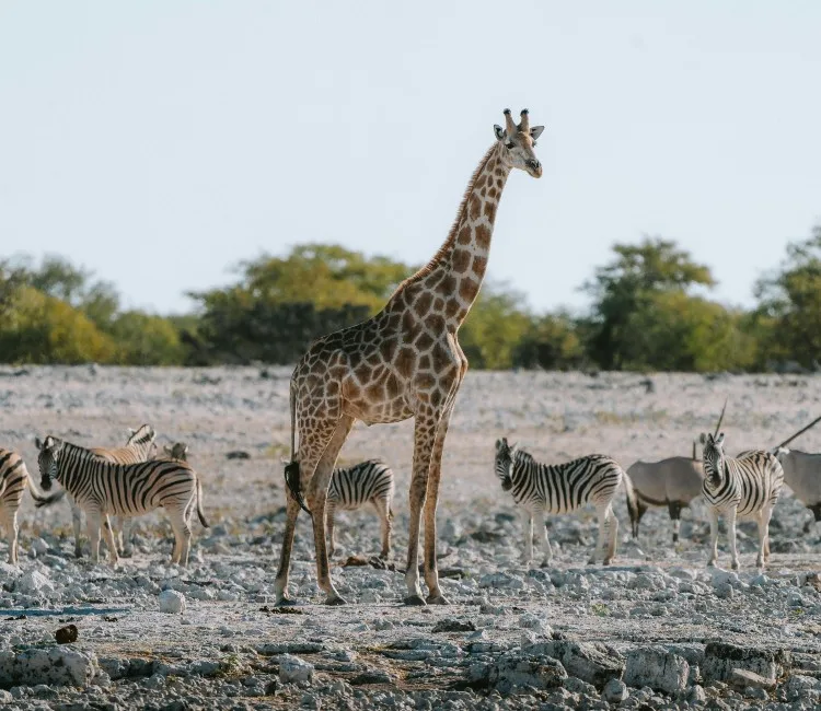 Delta EcoWild’s Salt Pan Safari