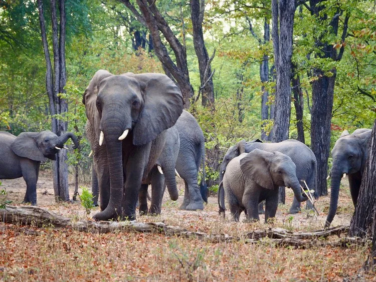 Chobe River & Savuti