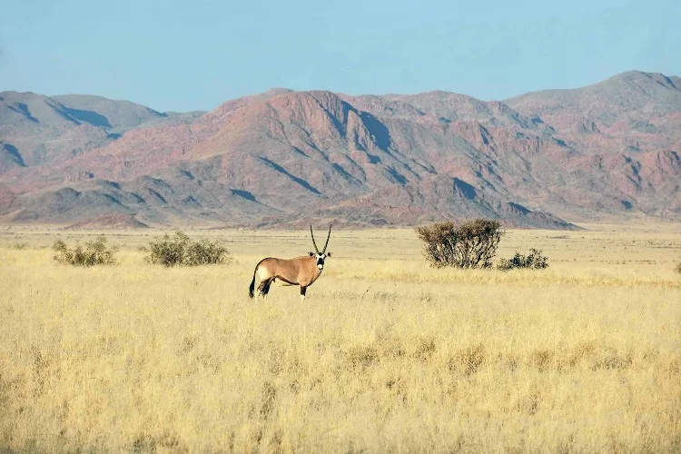 Central Kalahari Game Reserve