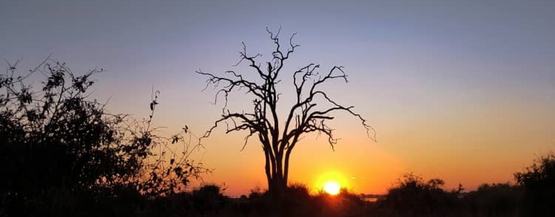 Baobab trees on the Makgadikgadi Pans