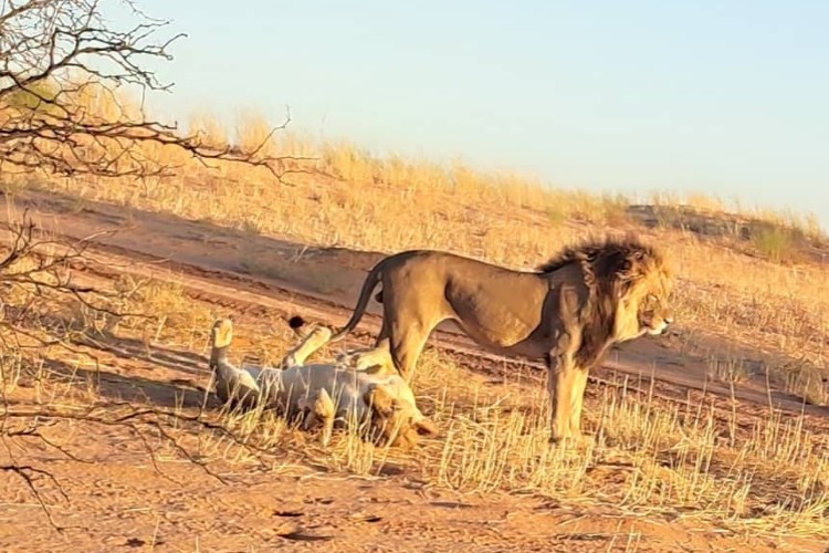 Vast plains of the Central Kalahari Game Reserve