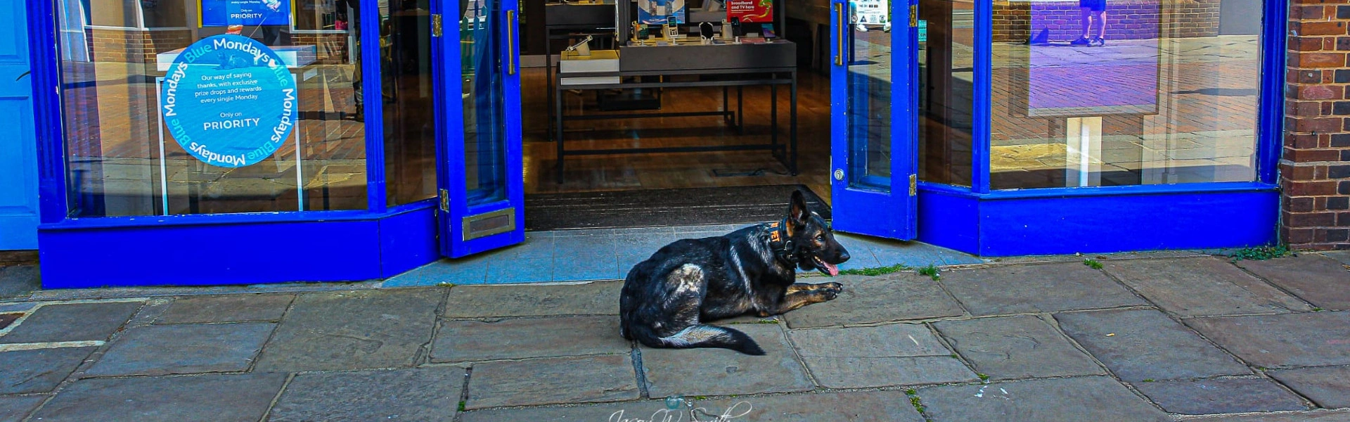 E-Collar Training