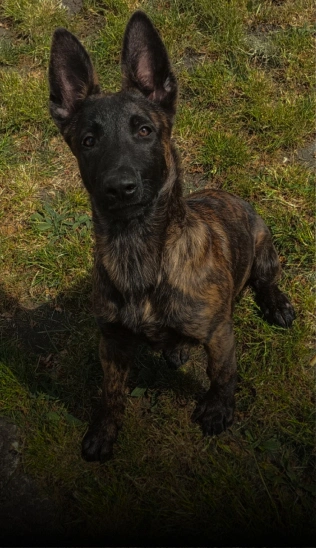PUPPY TRAINING