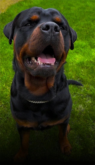 E-COLLAR TRAINING COURSE