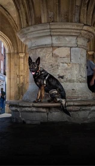 protection dogs
