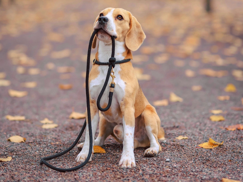 Lead Walking Course