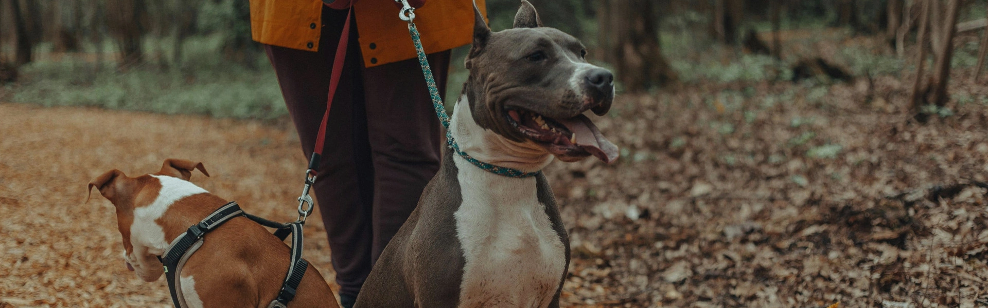 Lead Walking Course