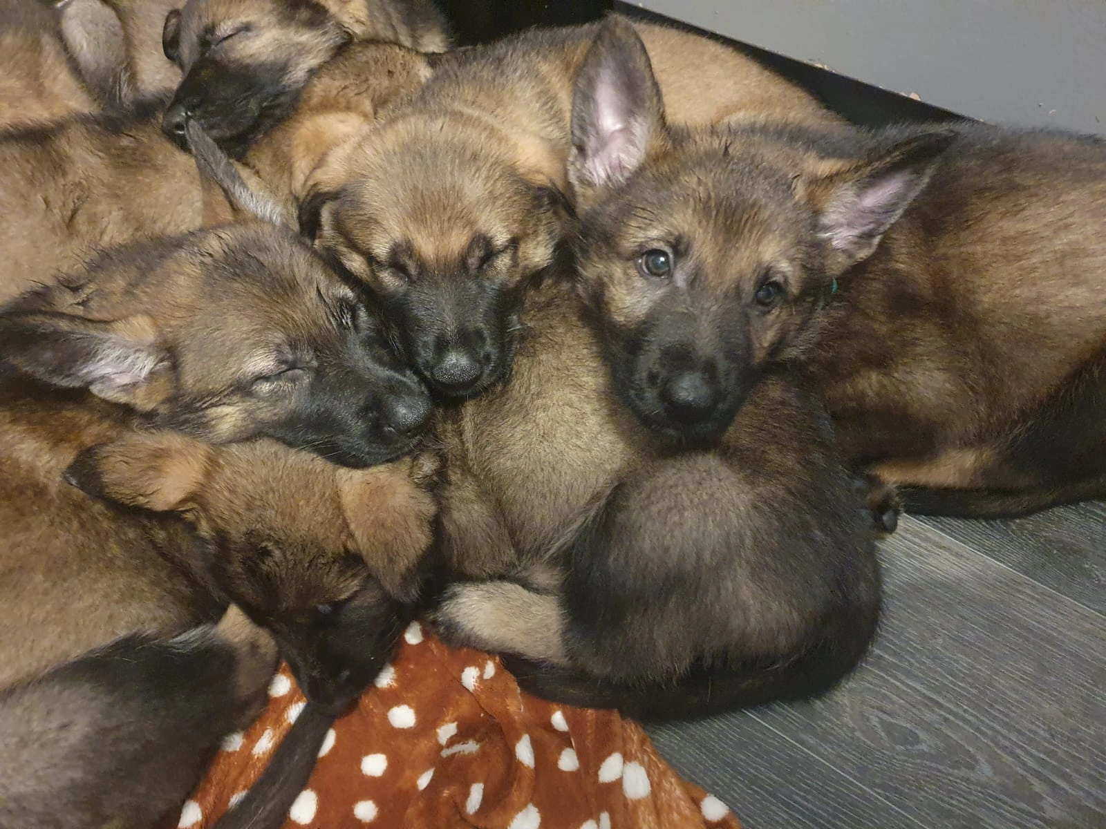 Our Litters