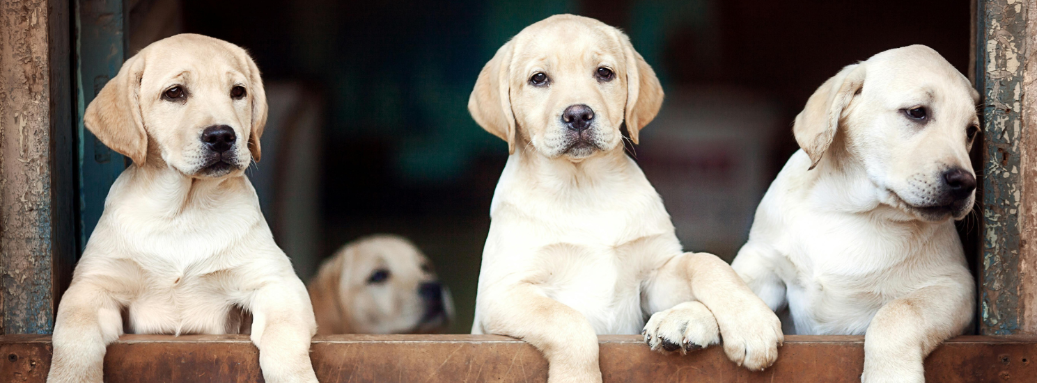 Puppy & Dog Matching